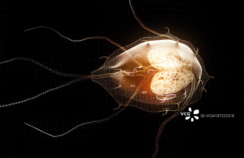 贾第鞭毛虫病图片素材