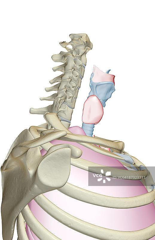 气管和喉咙图片素材