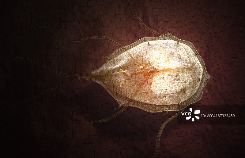 贾第鞭毛虫病图片素材