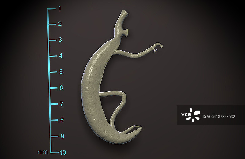 血吸虫图片素材