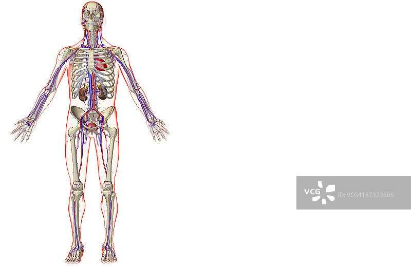 泌尿系统和血管系统图片素材