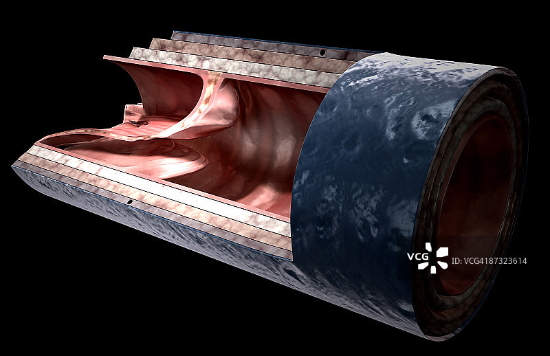 静脉壁结构图片素材