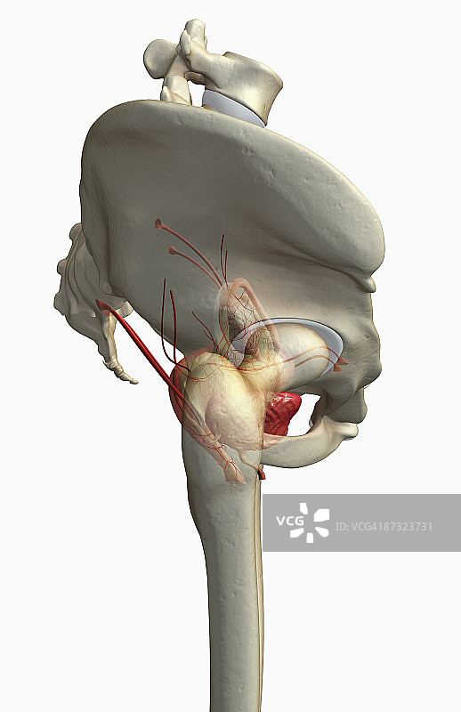 女性生殖系统图片素材