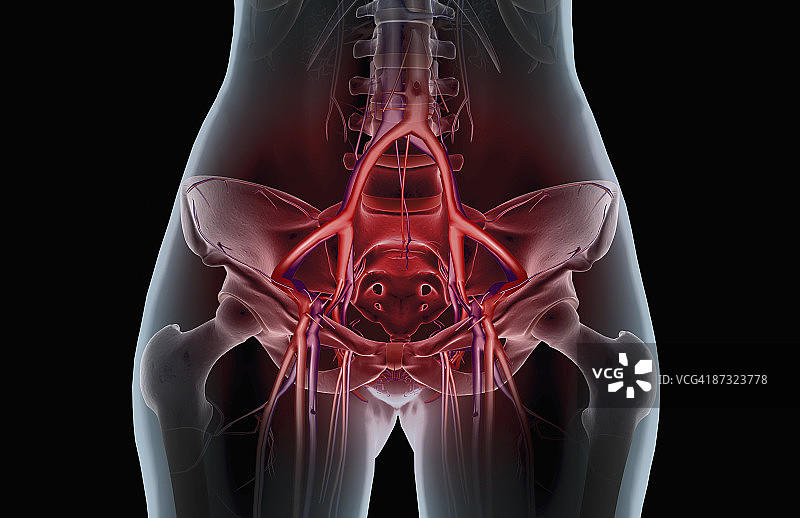 下半身的血液供应图片素材