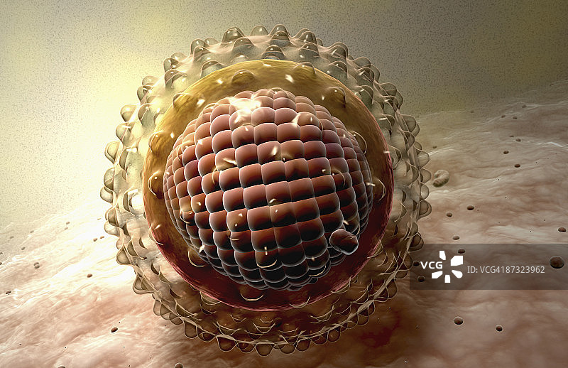 肝炎病毒图片素材