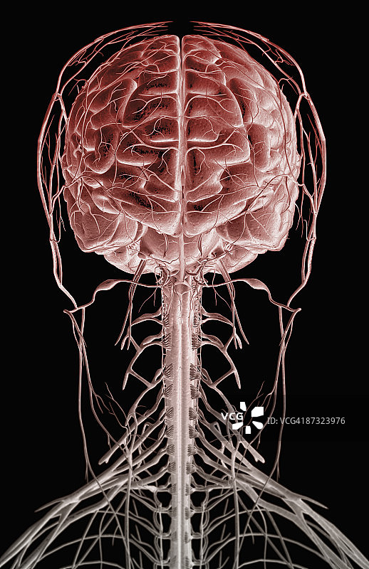 头颈部的脑与神经图片素材