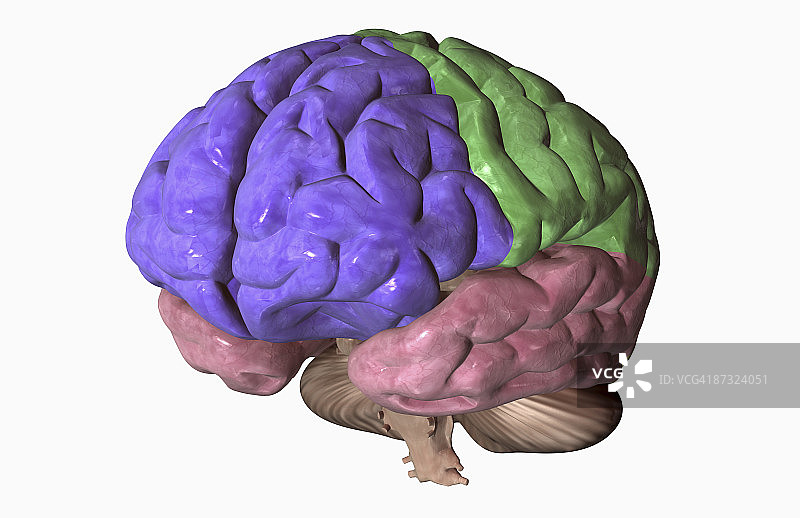 大脑的脑叶图片素材