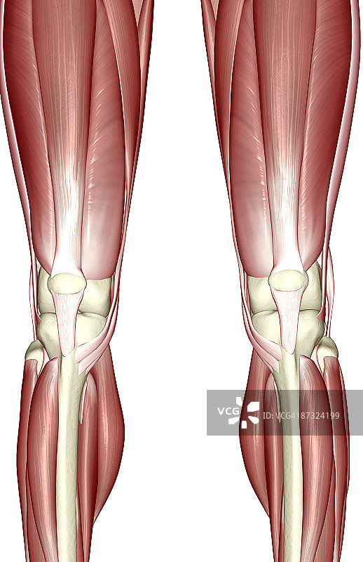 膝盖肌肉图片素材