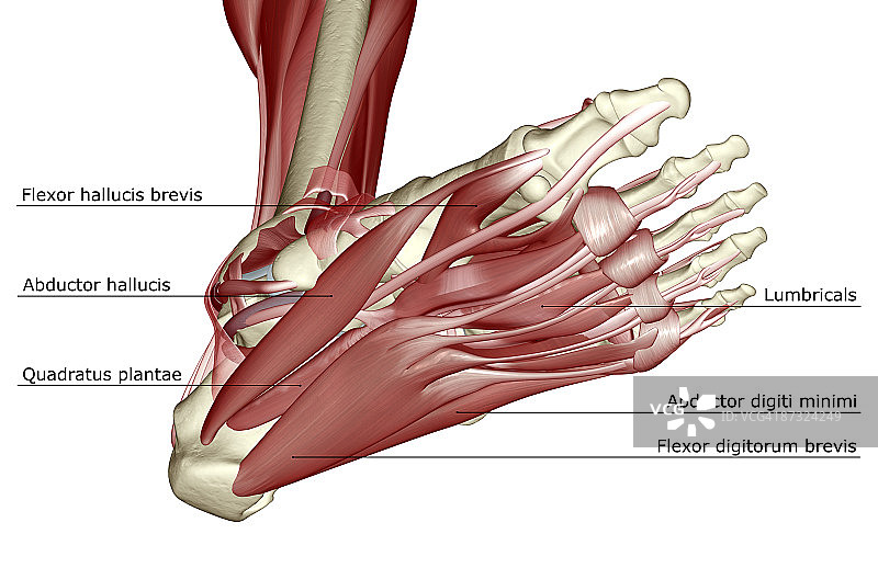 足部肌肉图片素材