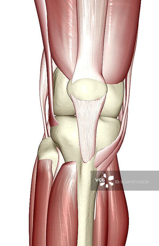 膝盖肌肉图片素材