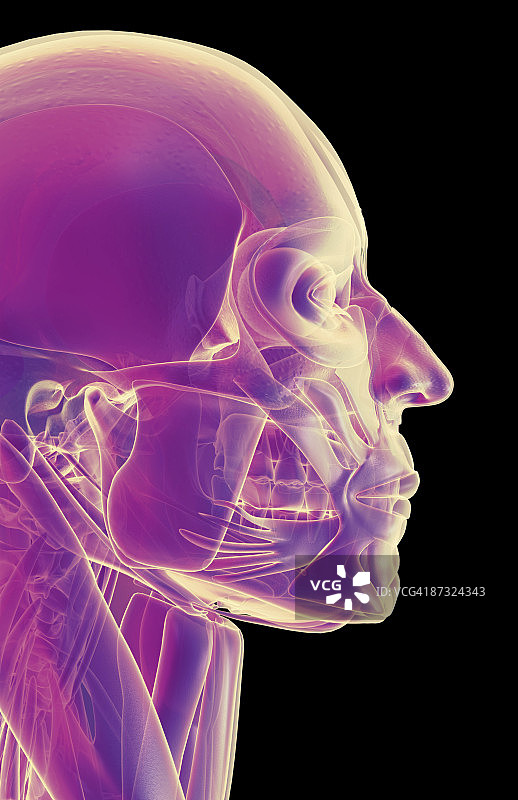 头部和面部肌肉图片素材