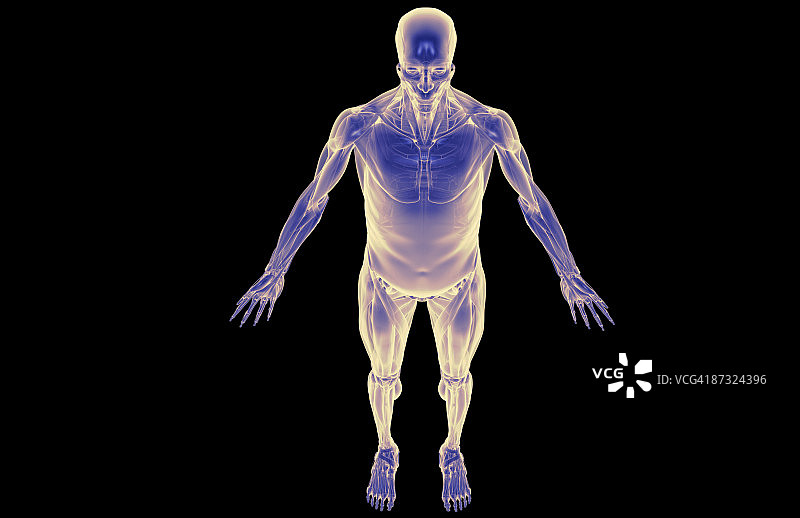 肌肉系统图片素材