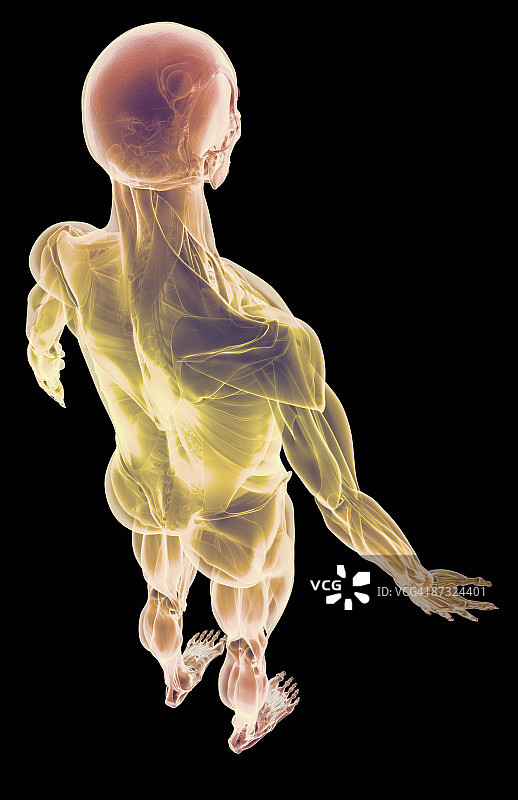 肌肉系统图片素材