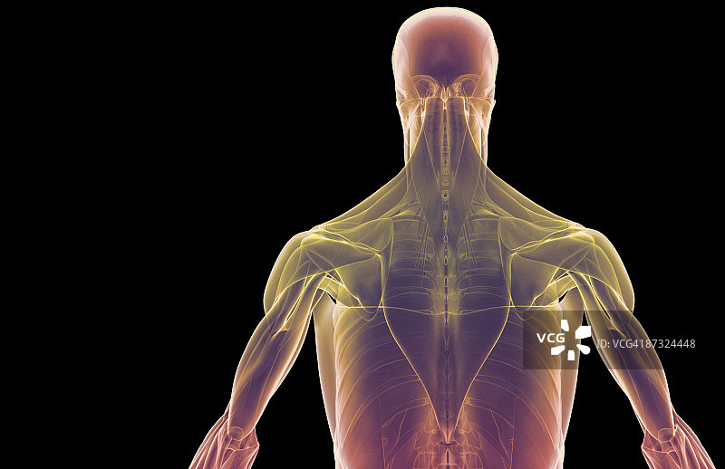 上半身肌肉图片素材