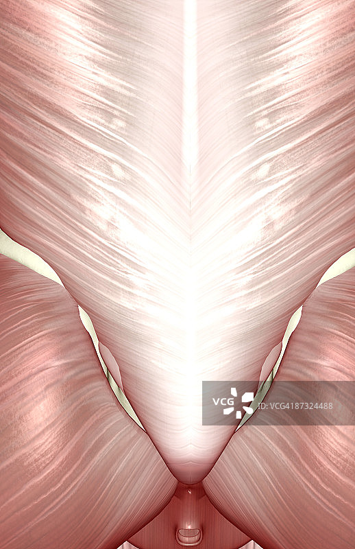 下半身的肌肉图片素材