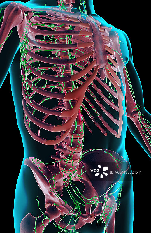 躯干的淋巴供应图片素材