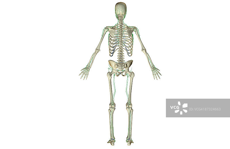 淋巴系统图片素材