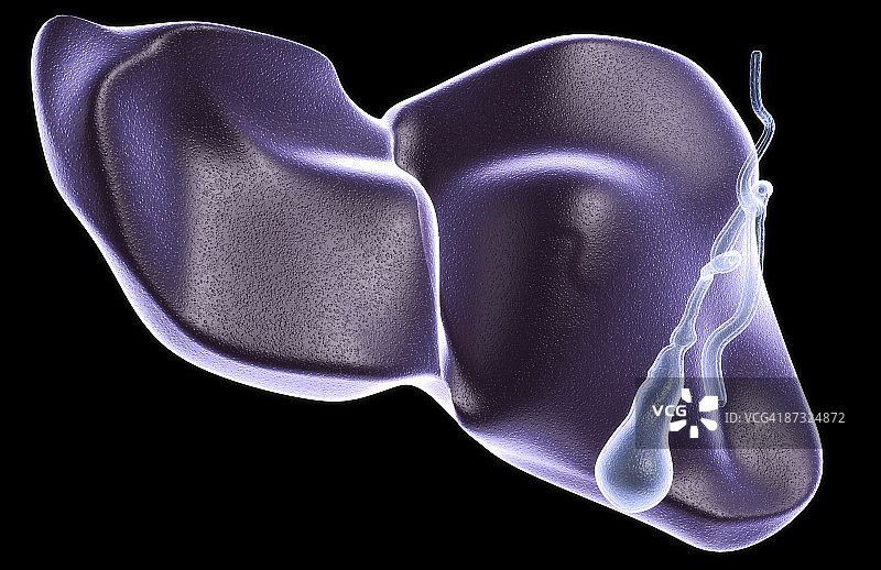 肝脏和胆囊图片素材