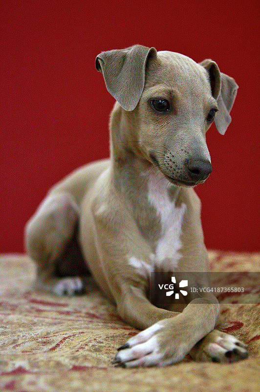 意大利灵缇幼犬图片素材