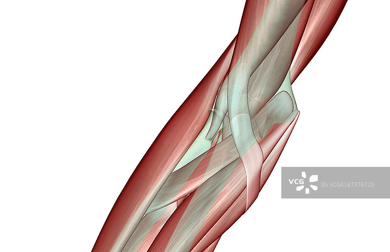 肘部的肌肉骨骼图片素材