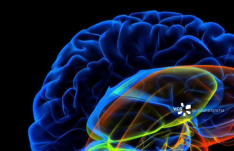 大脑图片素材