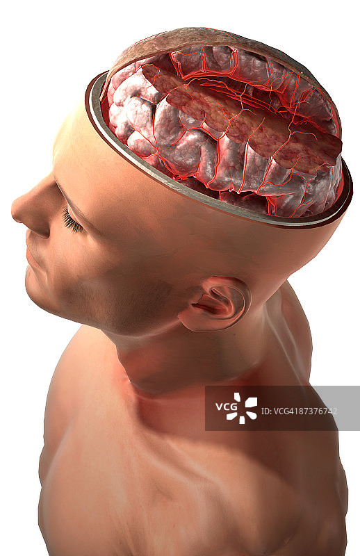 大脑动脉图片素材