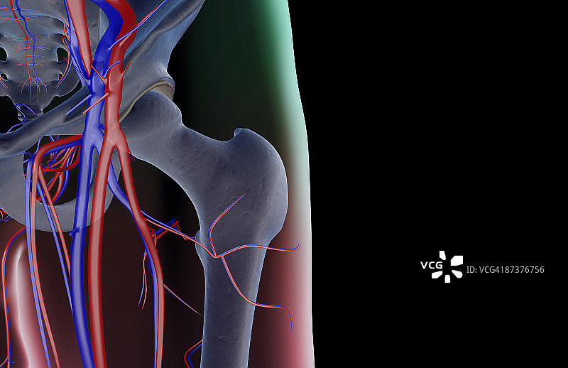 臀部的血液供应图片素材