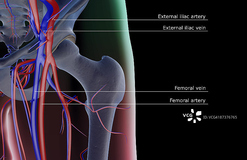 臀部的血液供应图片素材