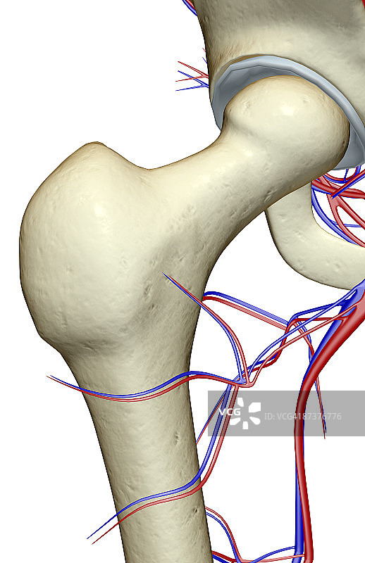 臀部的血液供应图片素材