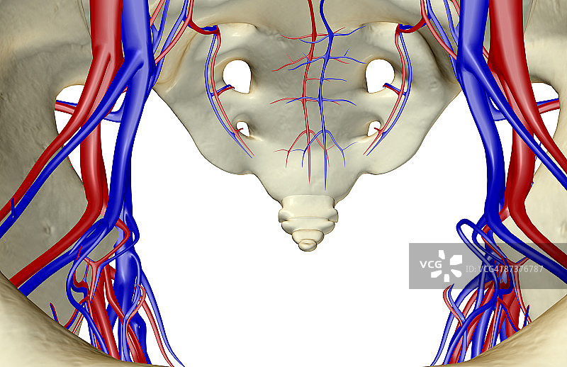 骨盆的血液供应图片素材