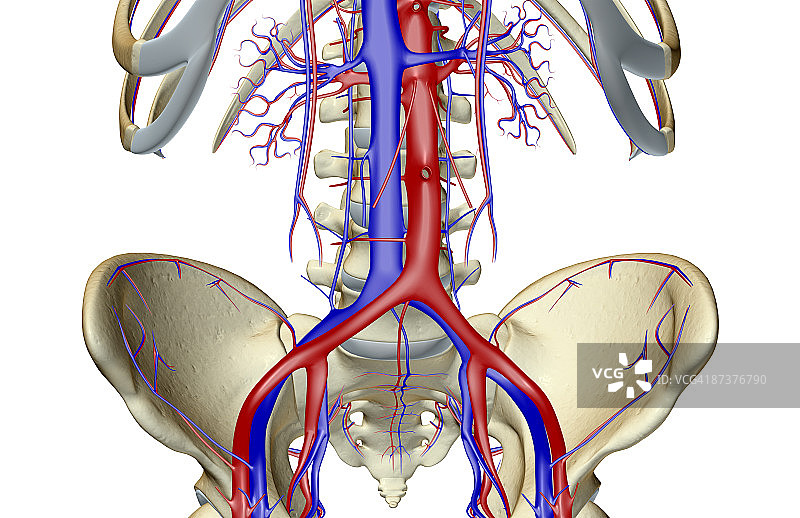 骨盆的血液供应图片素材