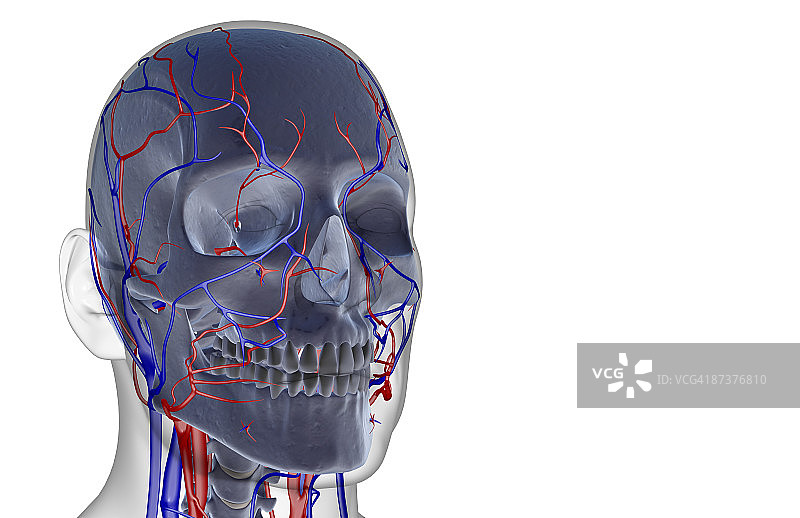 头部和面部的血液供应图片素材