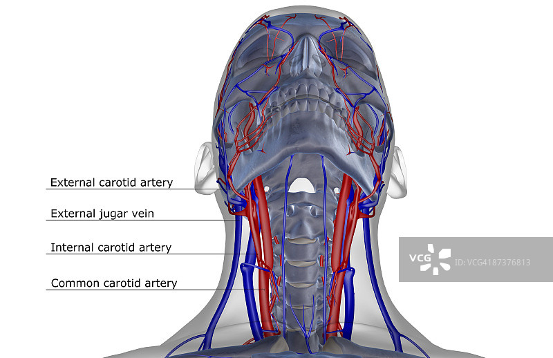 头颈部的血液供应图片素材