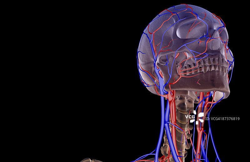 头颈部的血液供应图片素材