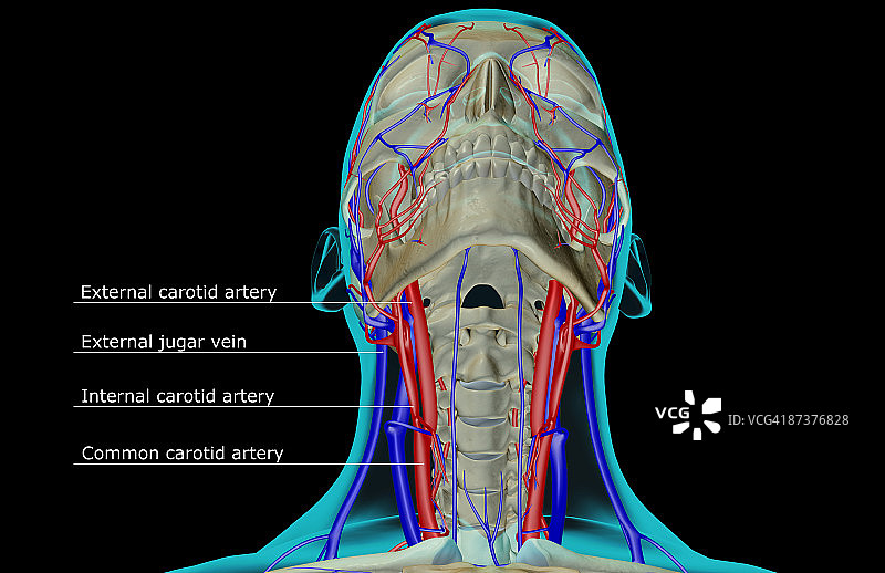 头颈部的血液供应图片素材