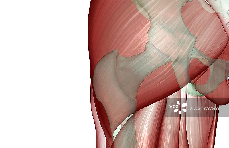 髋部的肌肉骨骼图片素材