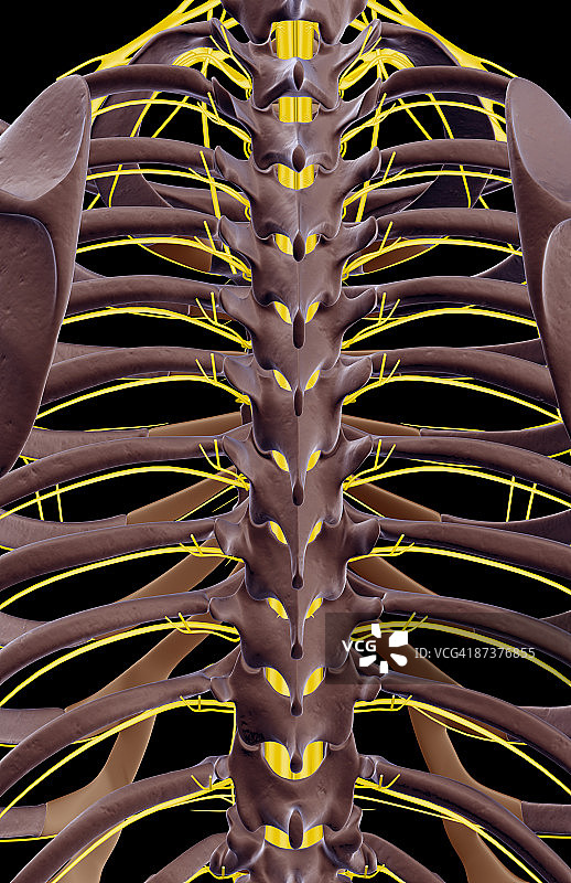 相对于胸椎的神经图片素材