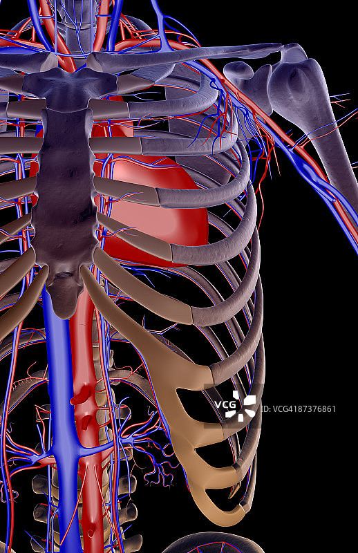 肩部的血液供应图片素材