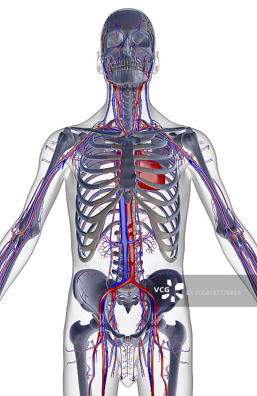 上半身的血液供应图片素材