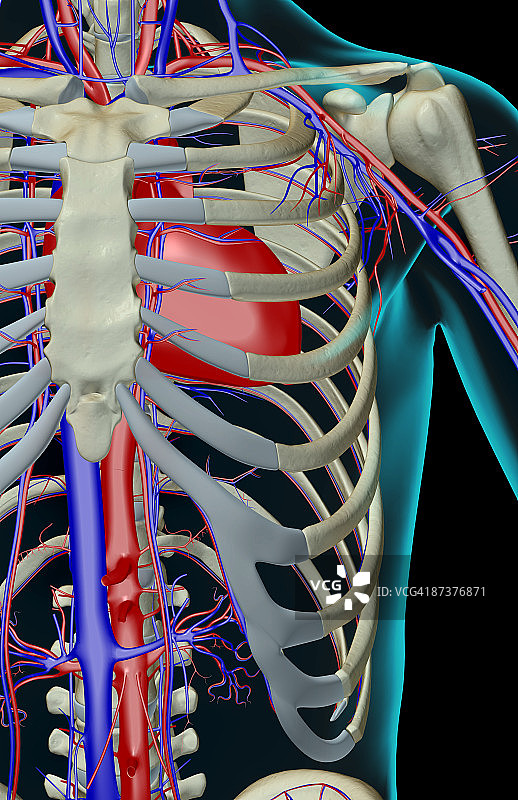肩部的血液供应图片素材