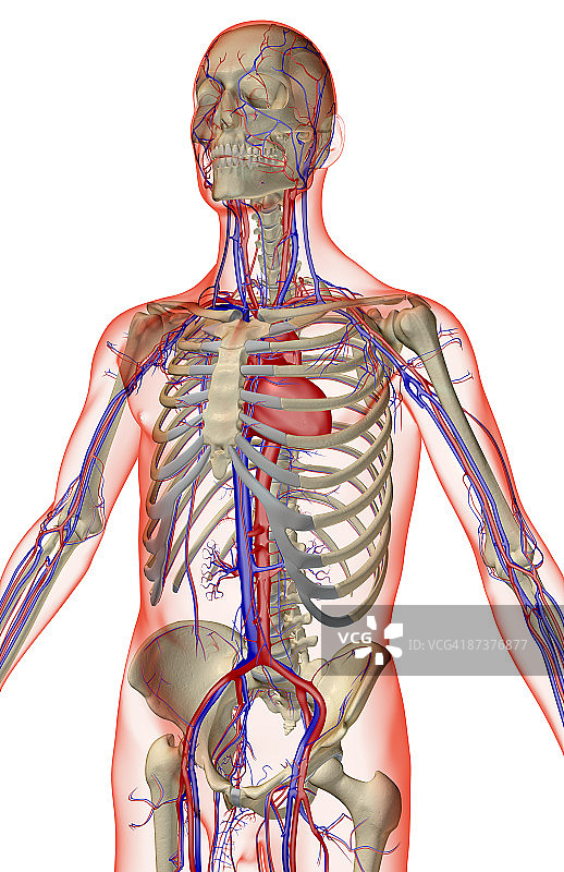 上半身的血液供应图片素材