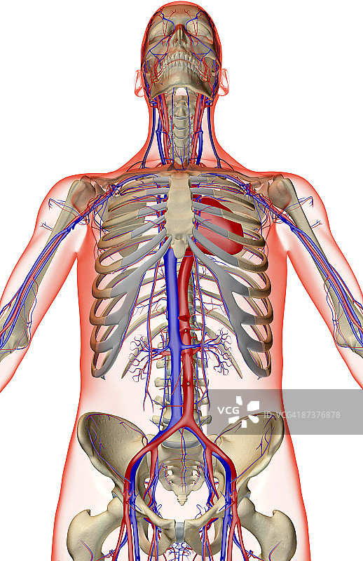 上半身的血液供应图片素材