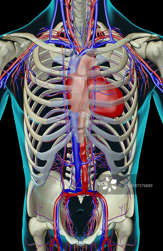 树干的血液供应图片素材