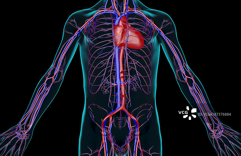 树干的血液供应图片素材