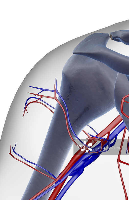 肩部的血液供应图片素材