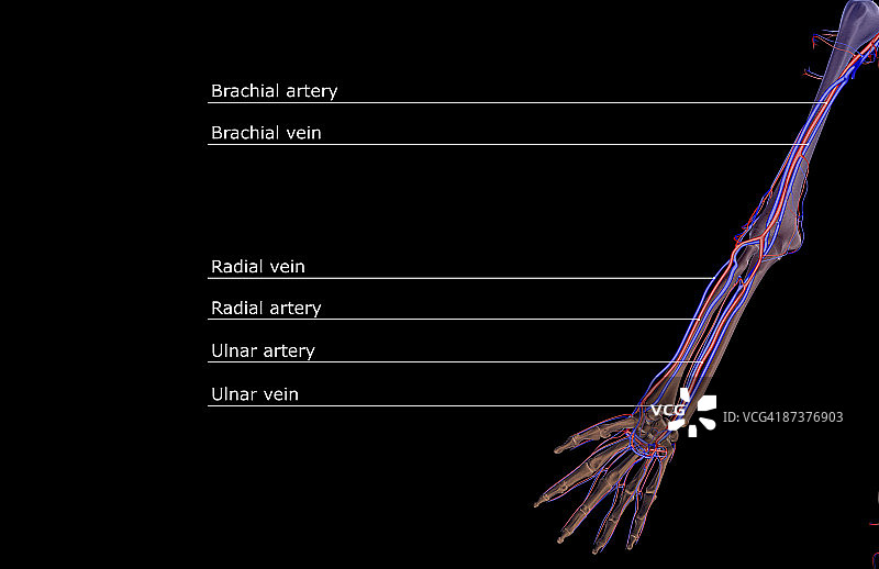 上肢的血液供应图片素材