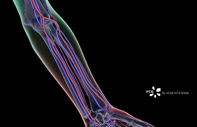 前臂的血液供应图片素材