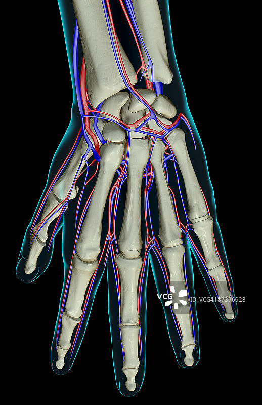 手部血液供应图片素材