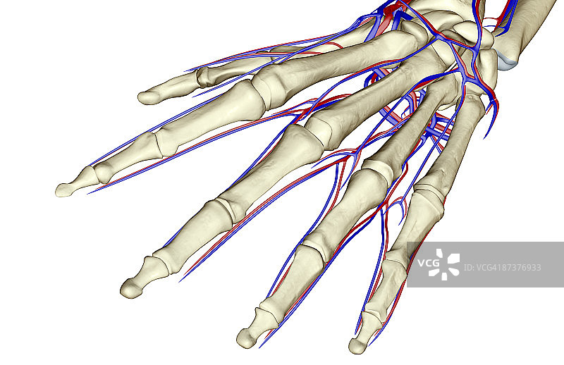手部血液供应图片素材