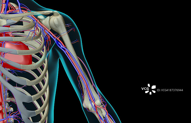 肩部和上臂的血液供应图片素材